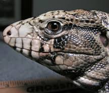 Reptilecare Com Argentine Black White Tegus