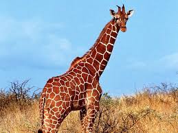Pexels / fauxels it can make a big difference to consider who will be answering your. Know Your Mammals Quiz Britannica