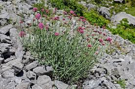 Image result for Valeriana capensis