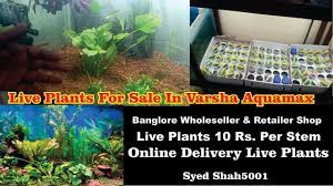 Low Cost Aquarium Plant Low Cost Aquatic Plant Live Plant Planted Aquarium Aquatic Plants Aquarium