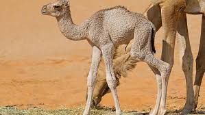 (the ship of the desert). Uae Man Arrested For Stealing Camel As Gift For Girlfriend News Khaleej Times