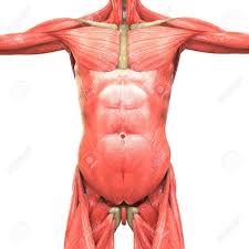 Broadly considered, human muscle—like the muscles of all vertebrates—is often divided into striated muscle, smooth muscle, and cardiac muscle. Human Body Muscles Anatomy Stock Photo Picture And Royalty Free Image Image 77874095