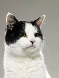 If your cat has noticeably bad breath, it's always a good idea to ask your vet for advice. Cats With A Foul Odor And Gas
