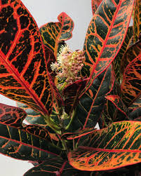 Image result for Croton