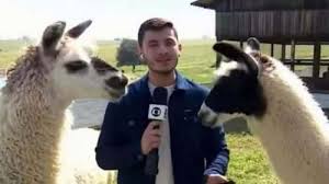 Cuspiu? Jornalista da Globo leva susto ao vivo com lhama perto dele