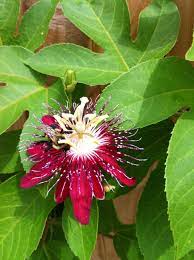 Passionflower Passion Flower Garden Projects Outdoor Learning