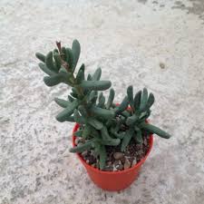 Image result for Hereroa glenensis