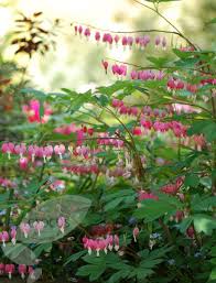 It also uses the nutrients from the soil that desirable plants need for healthy growth and further weakens the. Bleeding Heart Syn Dicentra Spectabilis Cottage Garden Plants Plants Bleeding Heart