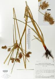 Image result for Pycreus sp.no.1