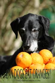 Despite their origins, dogs have evolved to be omnivores, naturally equipped to eat cats are much more complicated than dogs: Can Dogs Eat Oranges Are Oranges Good For Dogs