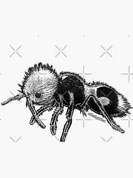 Image result for panda ant