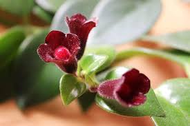 Black pagoda lipstick plant cutting• aeschynanthus longicaulis • live house plant cuttings, plant lover gift, starter plant, propagation. Lipstick Plants Buying Growing Guide Trees Com