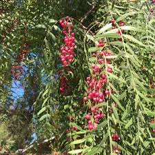 Image result for Schinus molle