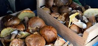 Epingle Sur Champignons