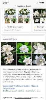 Pin By Jillian Migliorini On Flower Garden Gardenia Plant Flower Garden Flower Gift