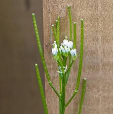 Maybe you would like to learn more about one of these? Weed Watch What Are Those Tiny White Flowers Blooming In My Lawn Master Gardeners Of Northern Virginia