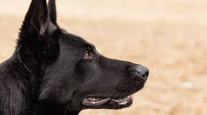 Blue represents a black german shepherd with a dilution gene that gives the coat a grayish color. Black German Shepherds Puppies Genetics More With Pictures