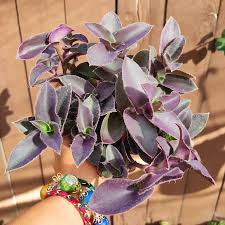 Image result for Tradescantia pallida