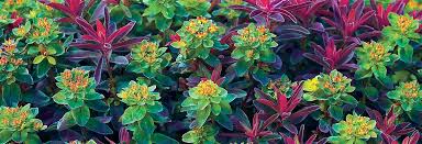Shop weekly sales and amazon prime member deals. Wholesale Ordering Details And Policies Gulley Greenhouse
