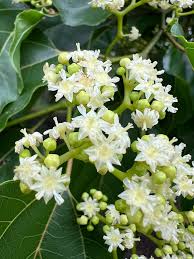 Image result for Rytigynia ruwenzoriensis