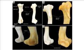 3d Printed Horse Humerus A Caudal And Lateral Views B Lateral View Of Download Scientific Diagram
