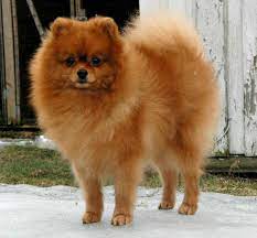 german spitz kleinspitz puppy dog cute dogs dog breeds puppies