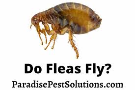 Wings can be a hidden or an utterly obvious quality of some insects, allowing them to fly for short durations or over there are a total of  960  flying insects in the insectidentification.org database. Do Fleas Fly