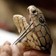 Habitam no zoo cerca de 2000 animais num c. Cobras E Lagarto Morrem Em Incendio No Zoo Da Maia Observador