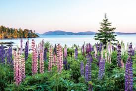 In some varieties the flowers are bicolor blossoms that pair a set of white petals with a second set of petals in a primary color, creating a layered effect. The Real Story Behind Maine S Lupines And Miss Rumphius Earth And The Environment