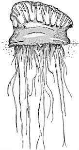 The character thor made his first appearance in the august 1962 issue of journey into mystery. Portuguese Man O War Coloring Page Free Coloring Library