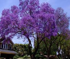 Image result for Cuviera tomentosa