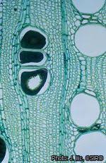 Image result for Khaya anthotheca