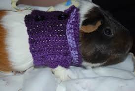 To make the basic fia doll, d ownload the basic fia doll free pattern by clicking here. Diy Guinea Pig Sweaters Pet Project