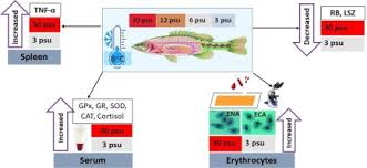 نتیجه جستجوی لغت [acclimatized] در گوگل