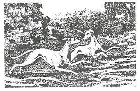 Pin On Whippets And Hounds
