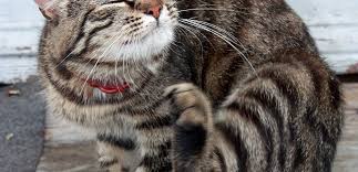 Search 37 pet jobs now available on indeed.com, the world's largest job site. 5 Golden Rules To Fight Fleas On Your Pets In The Environment North Canterbury Vet Clinics