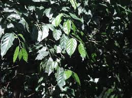 Image result for Strombosia scheffleri