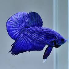 3,449 post karma 517 comment karma. Life Betta Fish Male Solid Blue Hmpk Ot119 From Thailand