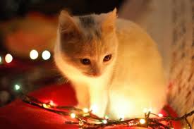 100 000 Best Cute Animals Photos 100 Free Download Pexels Stock Photos
