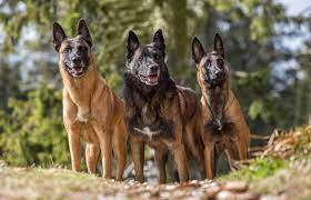 Malinois dog dog trick summer attention running dog old dog male. Belgian Malinois Temperament And Breed Profile Lovetoknow