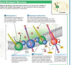 (2000) biochemistry and molecular biology of plants. Photosynthesis Light Dependent Reactions Diagram Quizlet