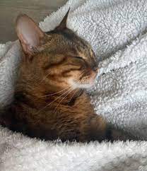 Cats Protection Benny And Luna Our Sponsor Cats From Facebook