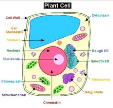 Maybe you would like to learn more about one of these? Or Draw A Plant Cell And Name Seven Important Organelles Found In It Name One Organelle That Can Make Some Of Its Protein In A Plant Cell And Also Mentione Function Of