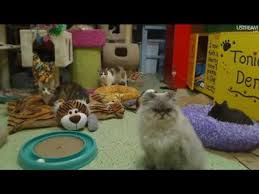 Find and adopt a pet on petfinder today. Friends Of Felines Rescue Center Defiance Ohio