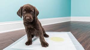 Large puppies are just as prone to accidents and have larger bladders, meaning that those accidents are. How To Train Your Puppy To Go On Potty Pads