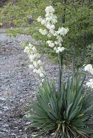 Perennial Results Plant View Yucca Filamentosa Flower Bed Plants Yucca Filamentosa Plants