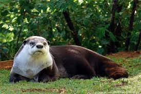 African Clawless Otter Aonyx Capensis Otters Baby Otters Otter Love