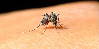 Virusul west nile se transmite. 19 Cazuri De InfecÅ£ie Cu Virusul West Nile Doi Romani Au Decedat