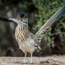 Dec 16, 2020 · roadrunners are fun, quirky birds that are easy to recognize thanks to their long tails, swift legs, speckled plumage, jaunty crests, and curious attitudes. Fun Facts About Roadrunners