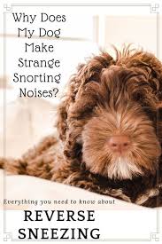 Reverse Sneezing In Dogs Is It Dangerous Waggy Tales In 2020 Reverse Sneezing In Dogs Dog Sneezing Dog Health